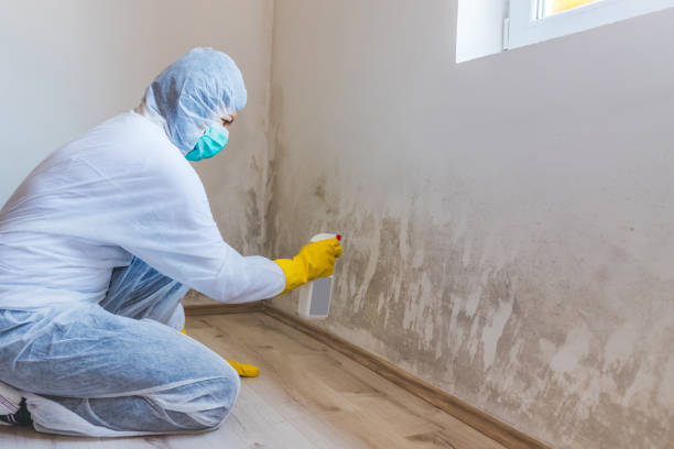 Licensed Basement Mold Remediation service in Dupont, PA - Mold Remediation HQ