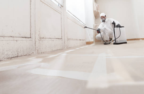 24/7 Emergency Basement Mold Remediation experts in Dupont, PA