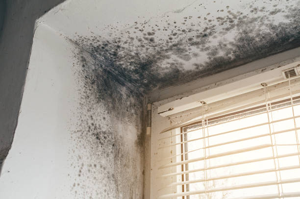 Affordable Basement Mold Remediation solutions in Dupont, PA